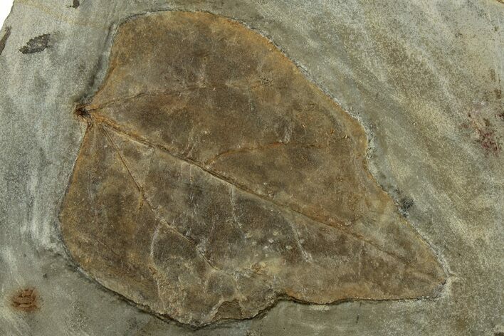 Fossil Leaf (Cissites rocklandensis) - Uncommon Species #305950